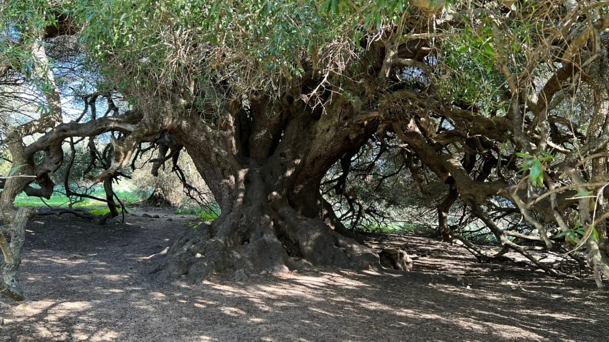 Luras The millenary olive trees