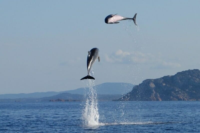 Delfin-Sichtung Golfo Aranci Sardinien