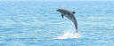 Observation des dauphins à partir de Sos Aranzos Golfo Aranci