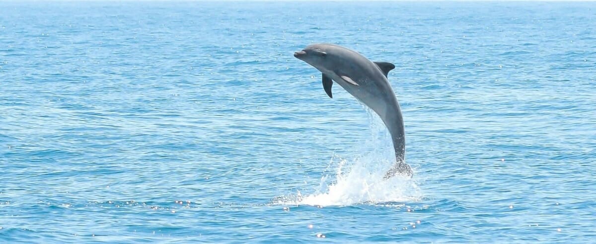 Delfin-Golf der Orangen