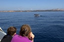 Avistamiento de delfines + snorkel Figarolo