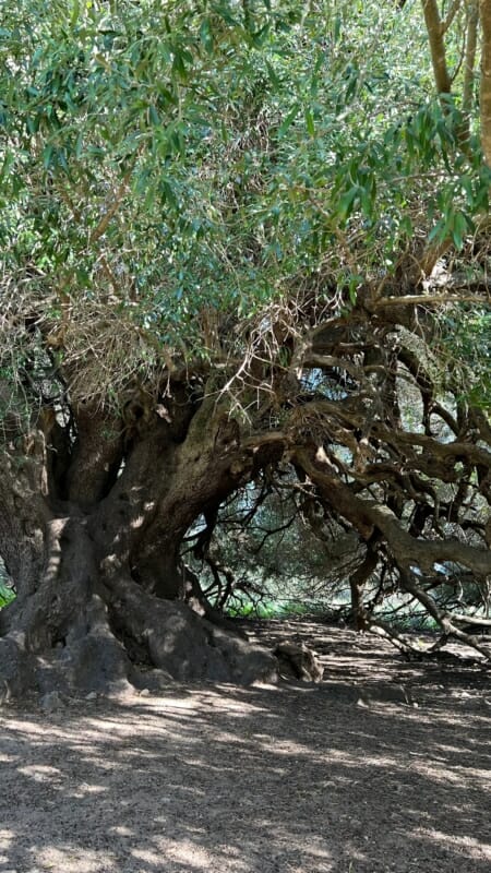 Árboles monumentales en Cerdeña. Los olivos milenarios de Luras, cerca de Olbia