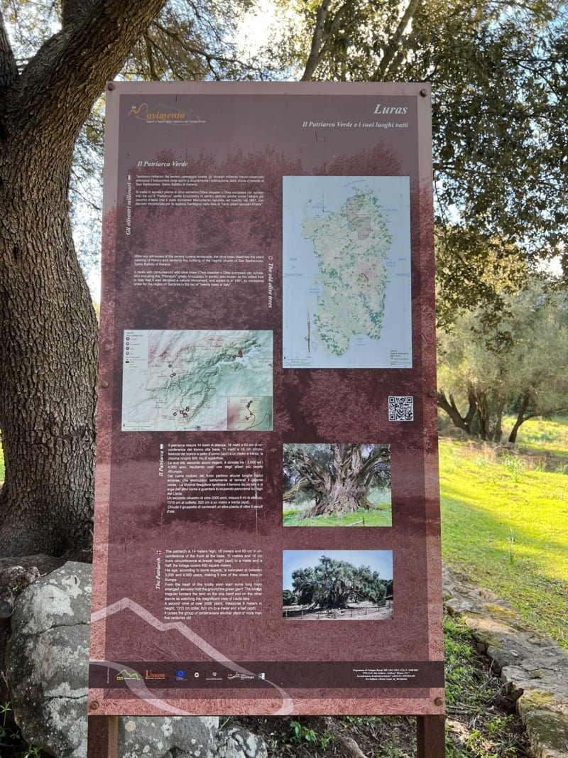 Tausendjährige Olivenbäume von Luras: 4000 Jahre alte Bäume
