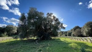 Olives Millenary Sardaigne