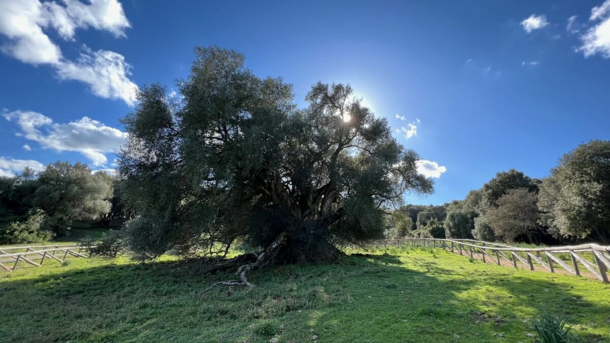 Tausendjährige Olivenbäume von Luras: 4000 Jahre alte Bäume