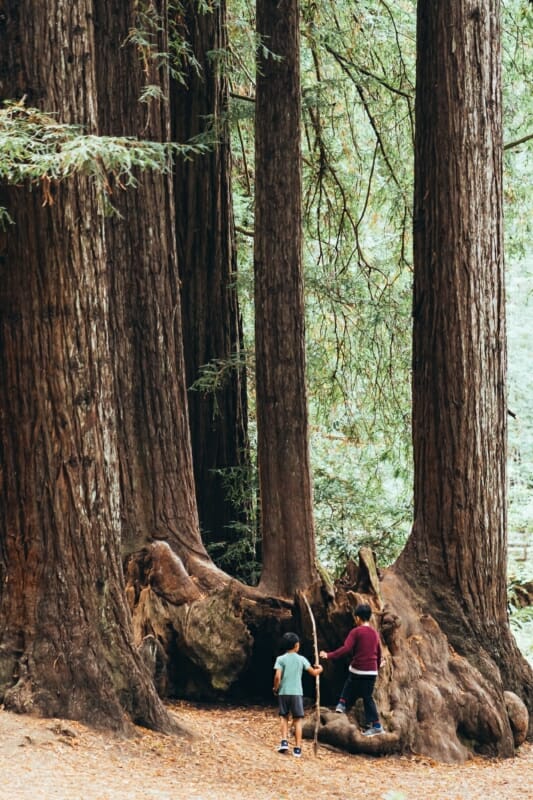Séquoias avec enfants