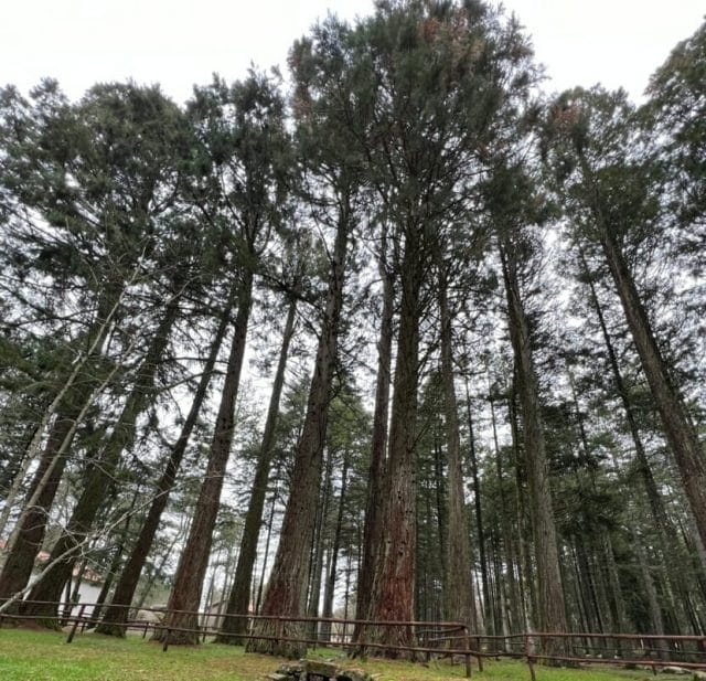Séquoias du Mont Limbara avec clôture