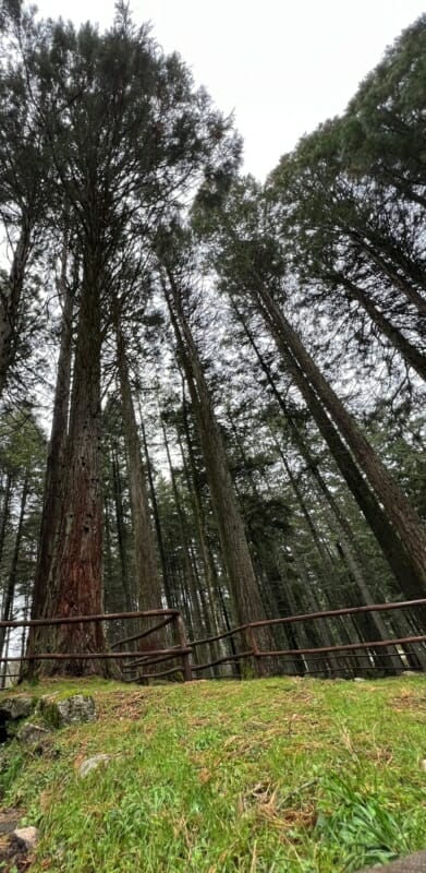 Clôtures dans la forêt de séquoias Limbara