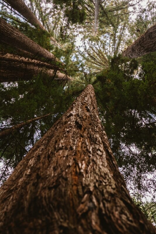Tronco Di Sequoia Con Chioma
