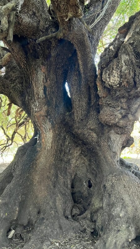 Tausendjährige Olivenbäume Costa Smeralda