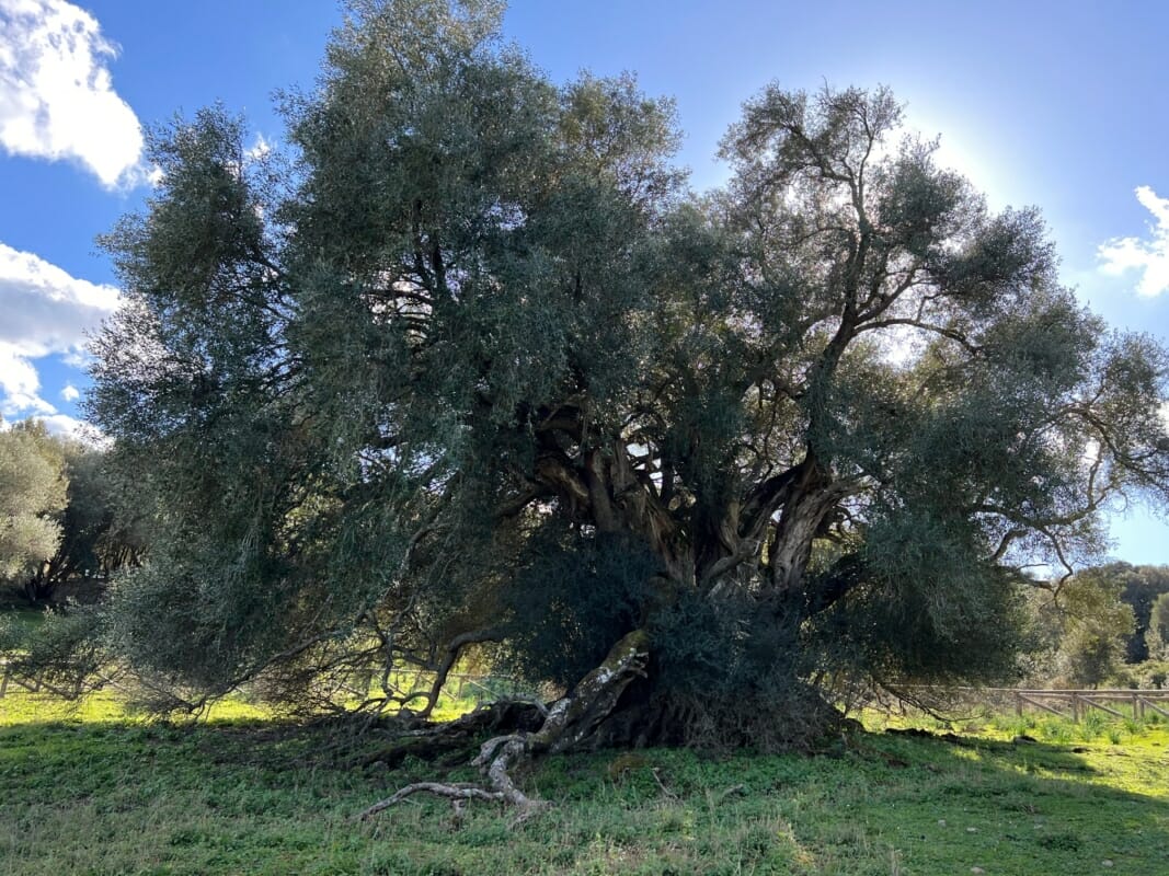 L'olivier millénaire de Luras