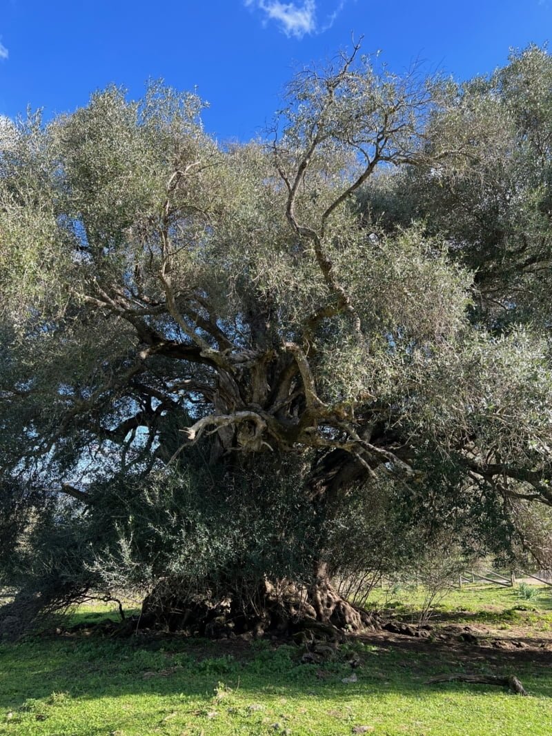 Monumental Olive Tree In Sardinia