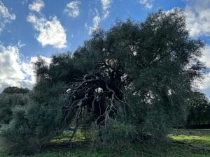 L'olivier séculaire