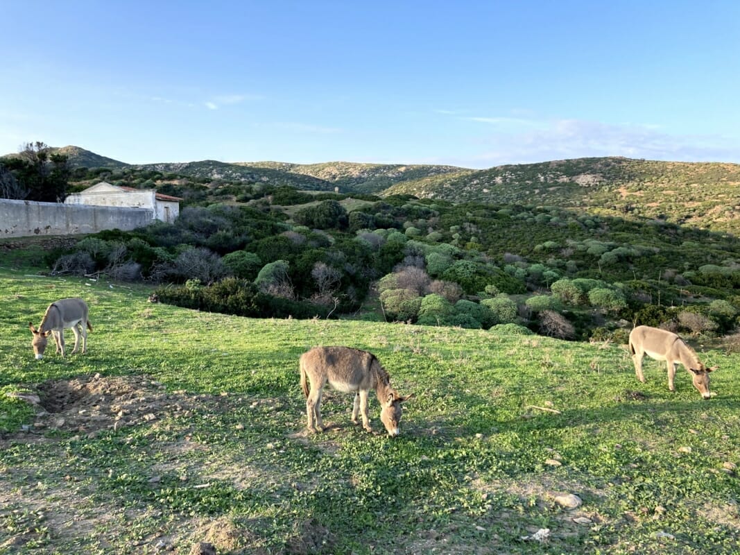 Île des ânes Asinara