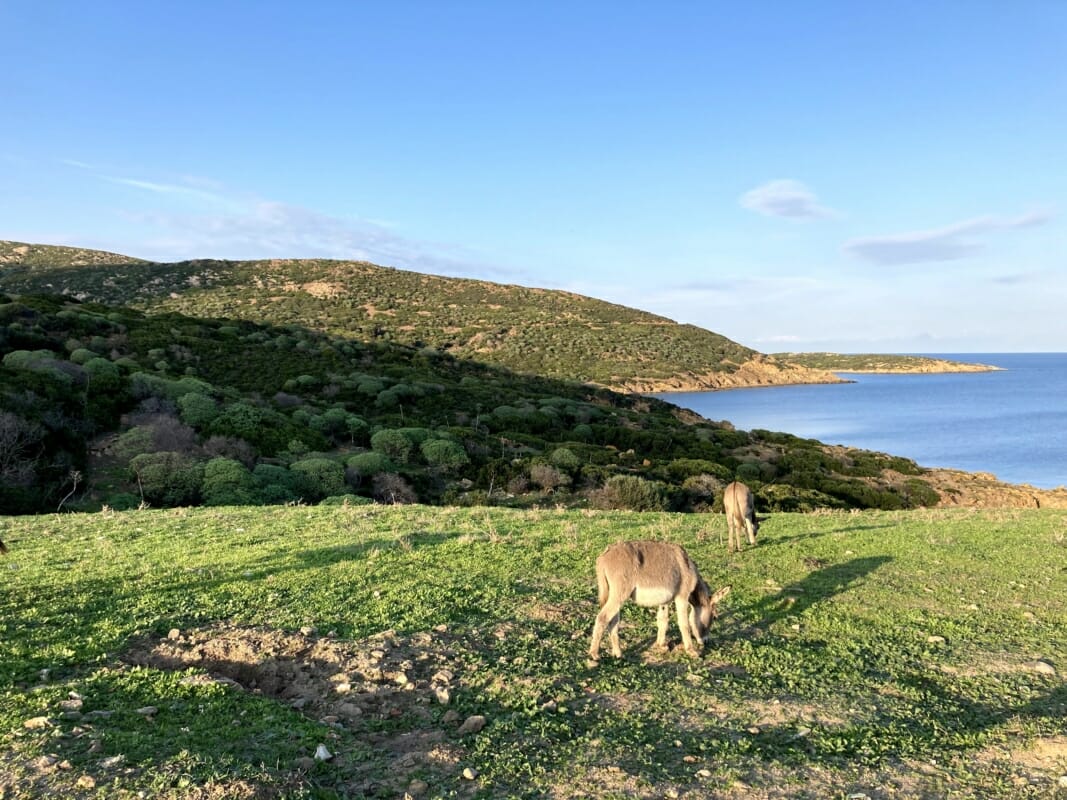 Esel auf der Insel Asinara