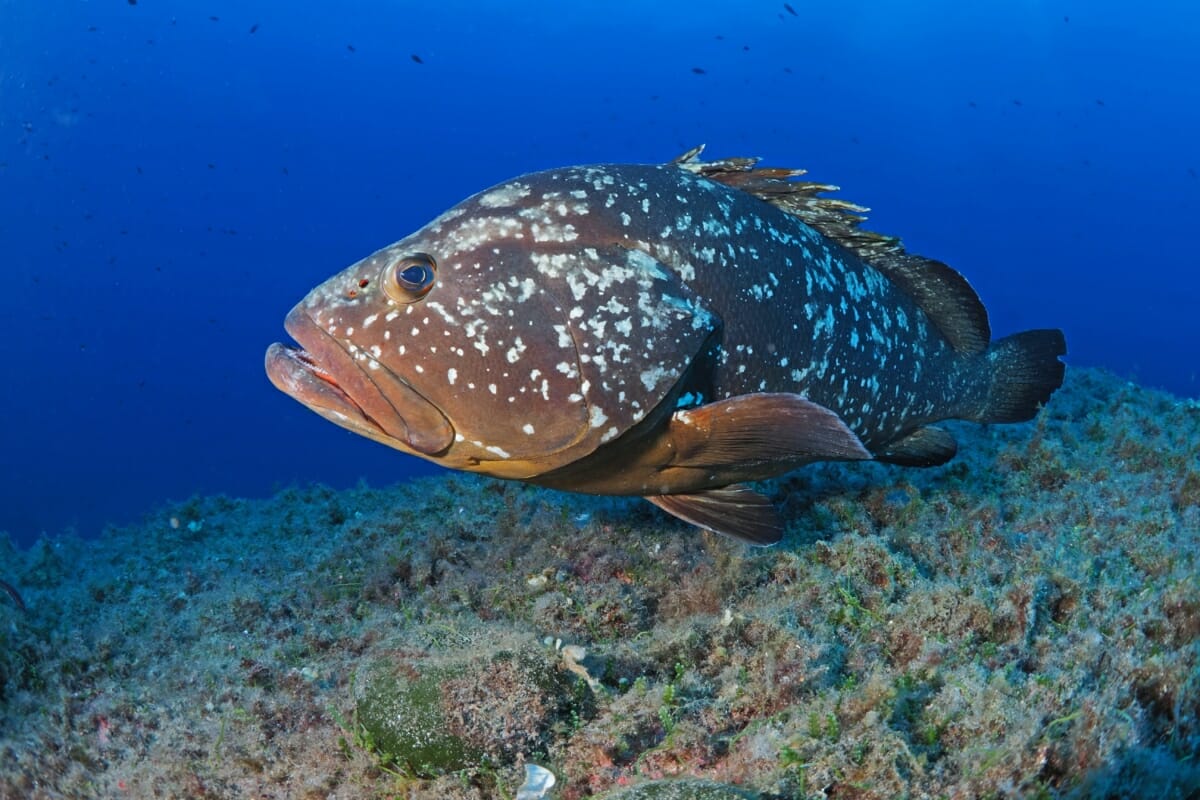 Brown Grouper Living in the Seabed of Protected Marine Areas in Sardinia