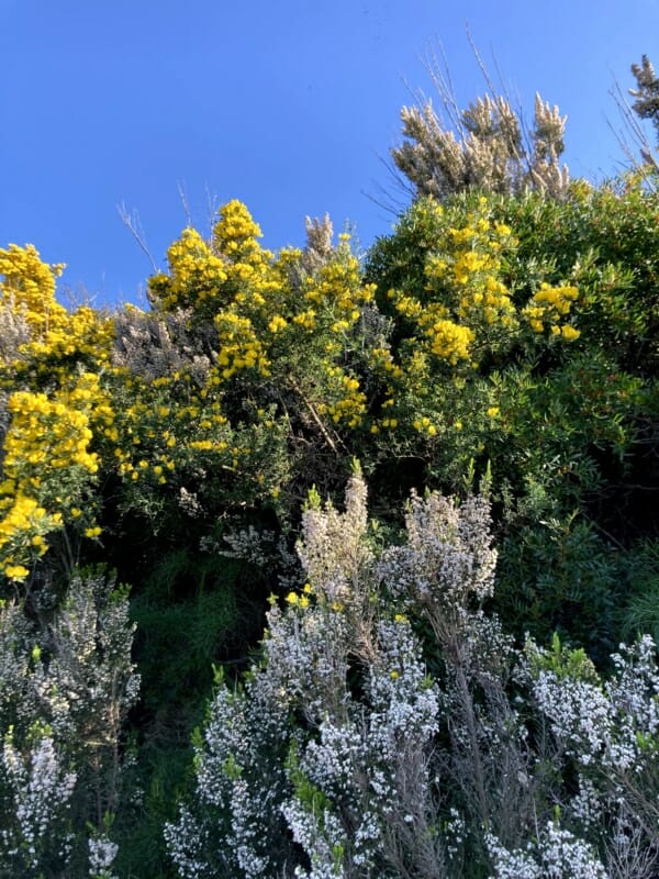 Broom and Heather Bushes