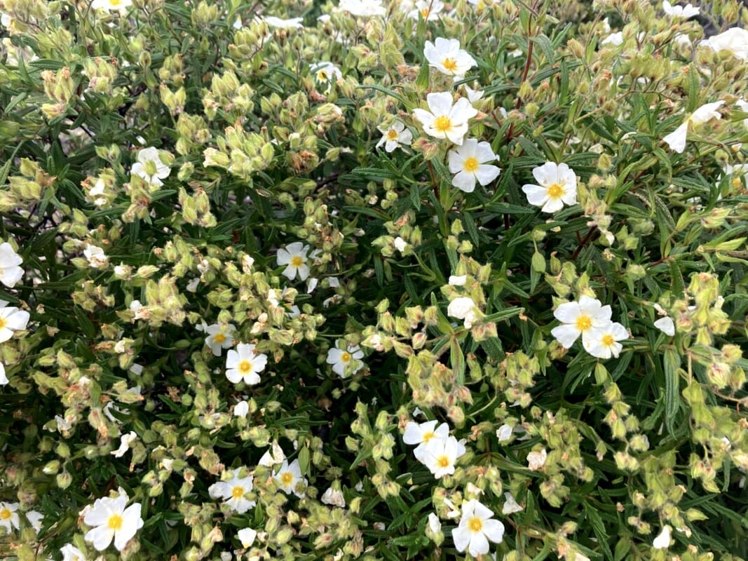 Weißer Zistrosenbusch mit Blumen