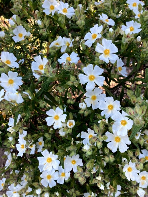 White Cistus Flowering Bush