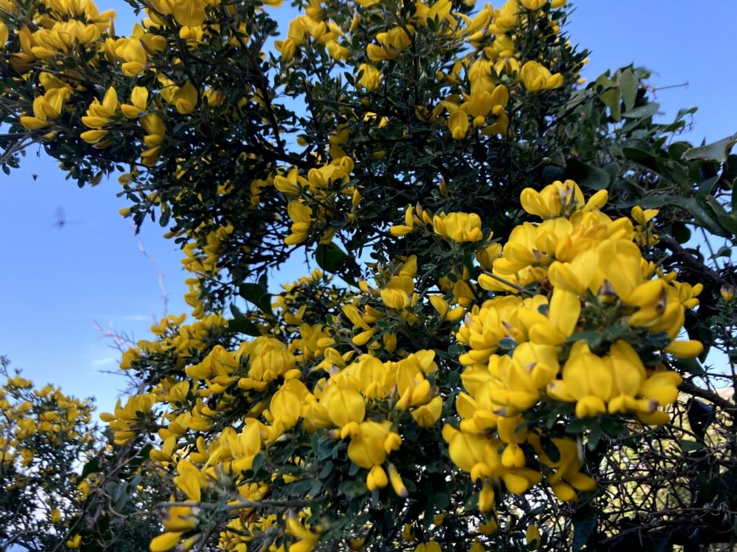 Broom Bush With Flowering Branches