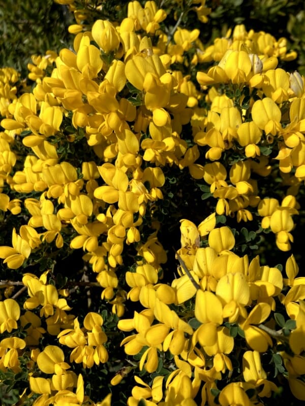 12 plantes typiques de Sardaigne, entre poésie et photographie