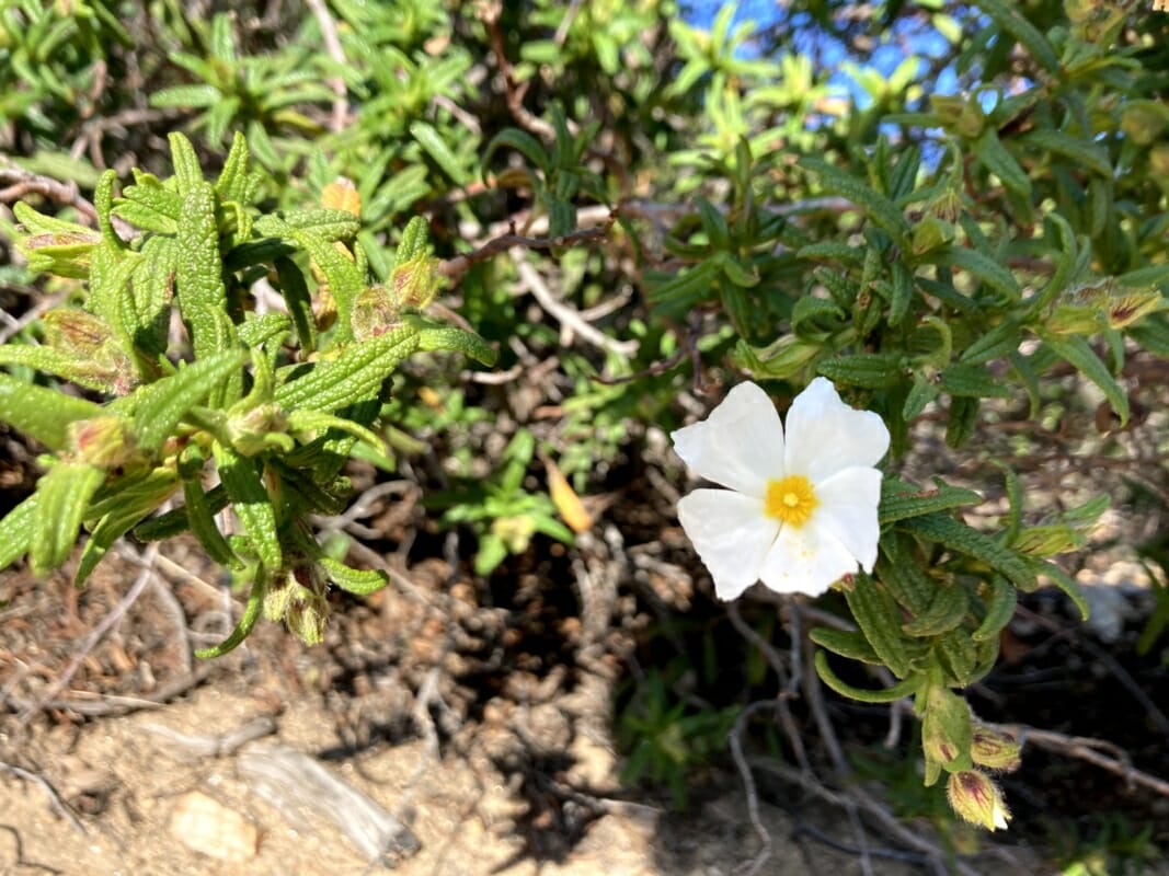 Cistus blanco con flor