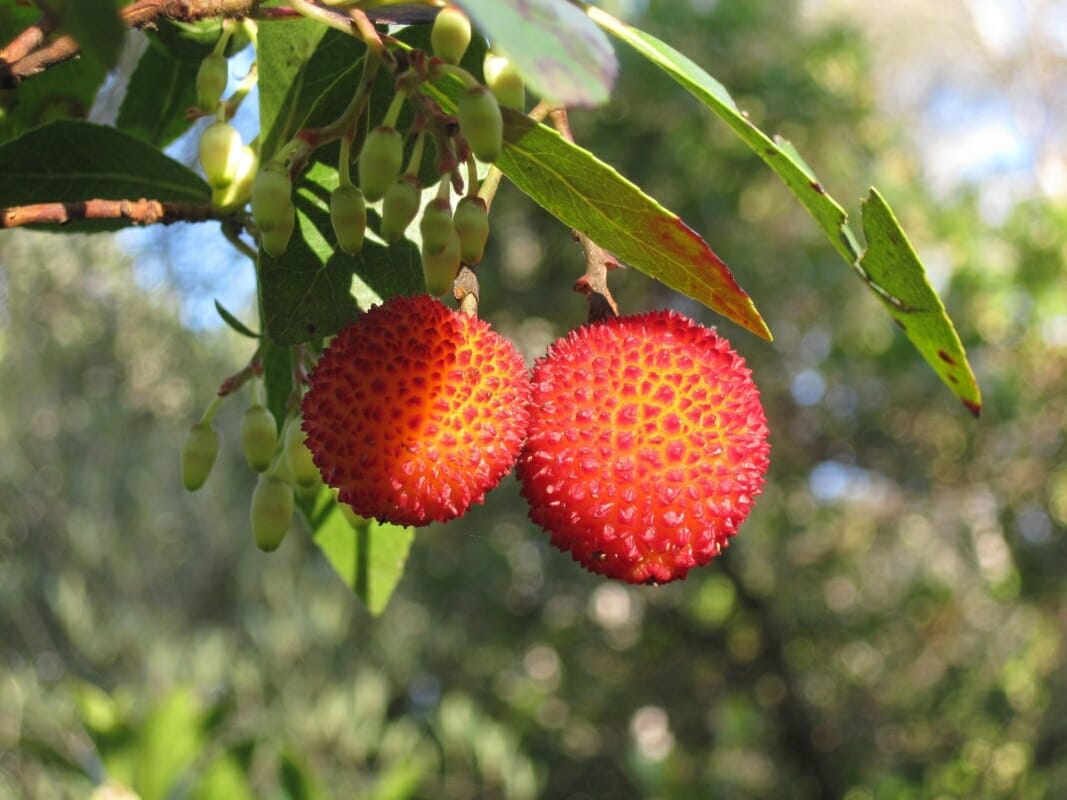 Erdbeerbaum Rote Früchte