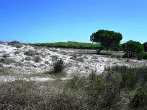 Dune Pineta Macchia Mediterranea Budoni