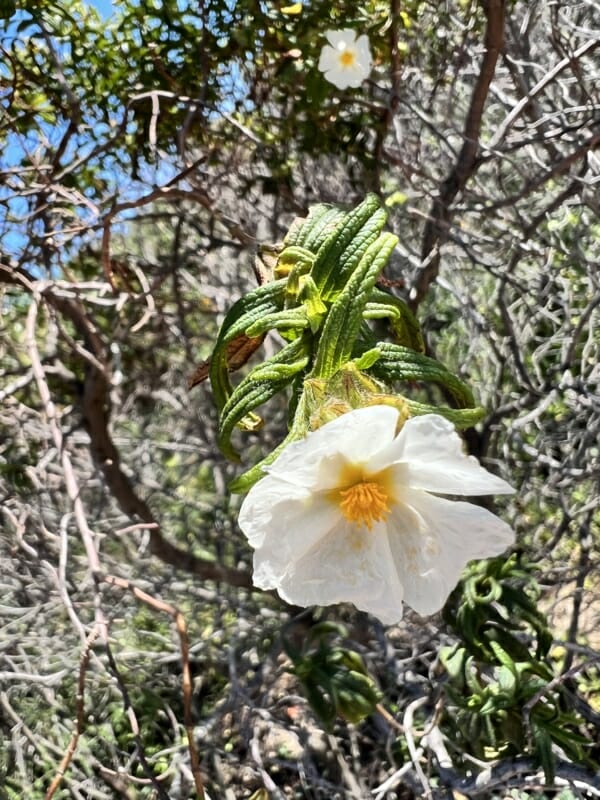 White Cistus Flower With Leaves