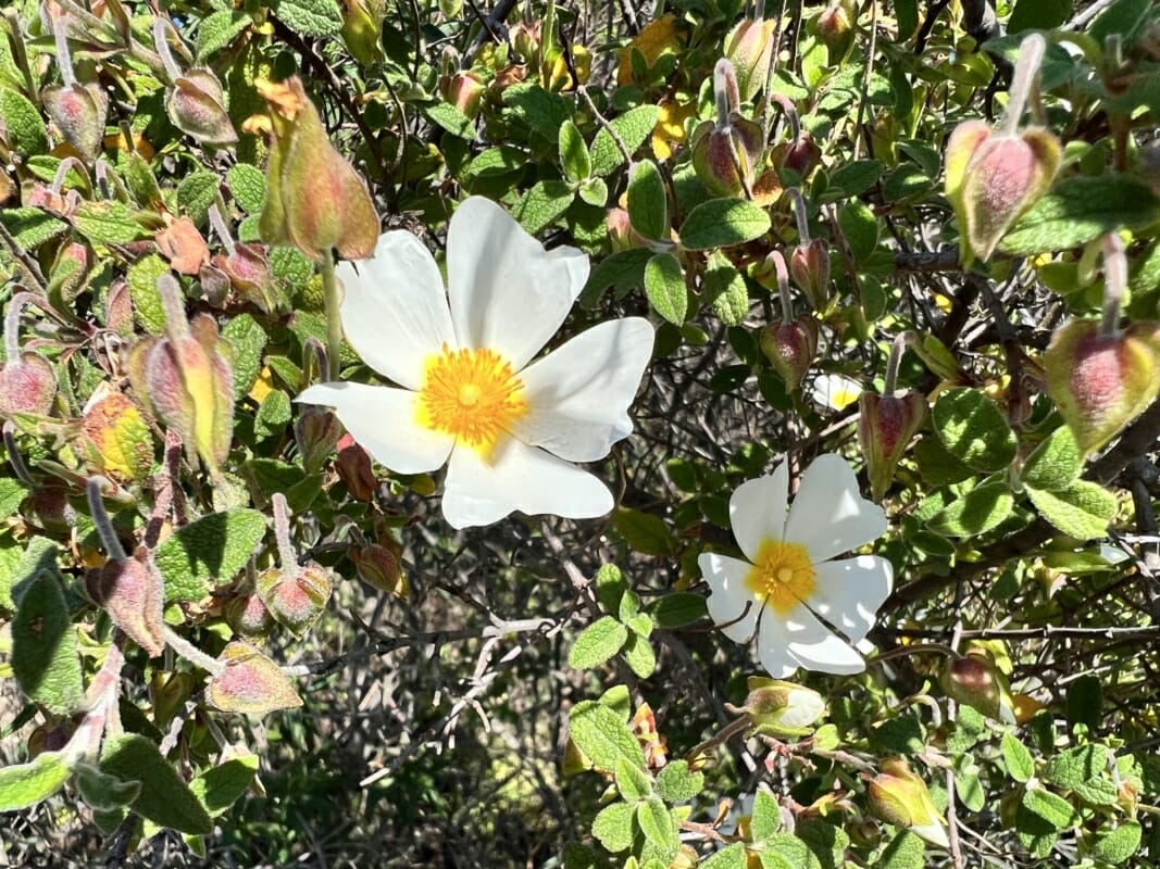 Weiße Zistrosenblüten