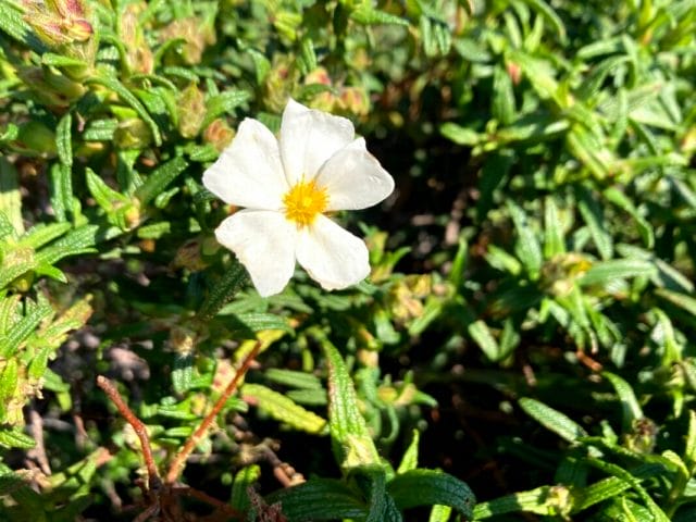Fiore Del Cisto Bianco