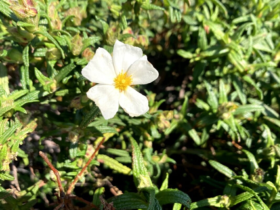 Weiße Zistrose Blume