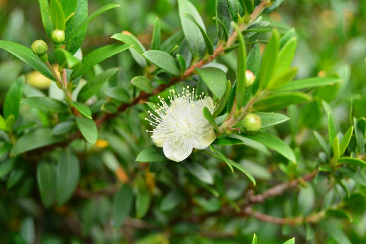 Myrtle Flower With Leaves