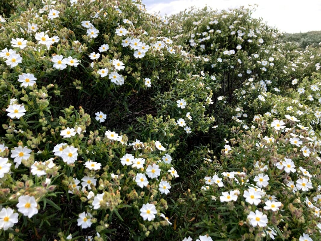 Flowering White Cistus