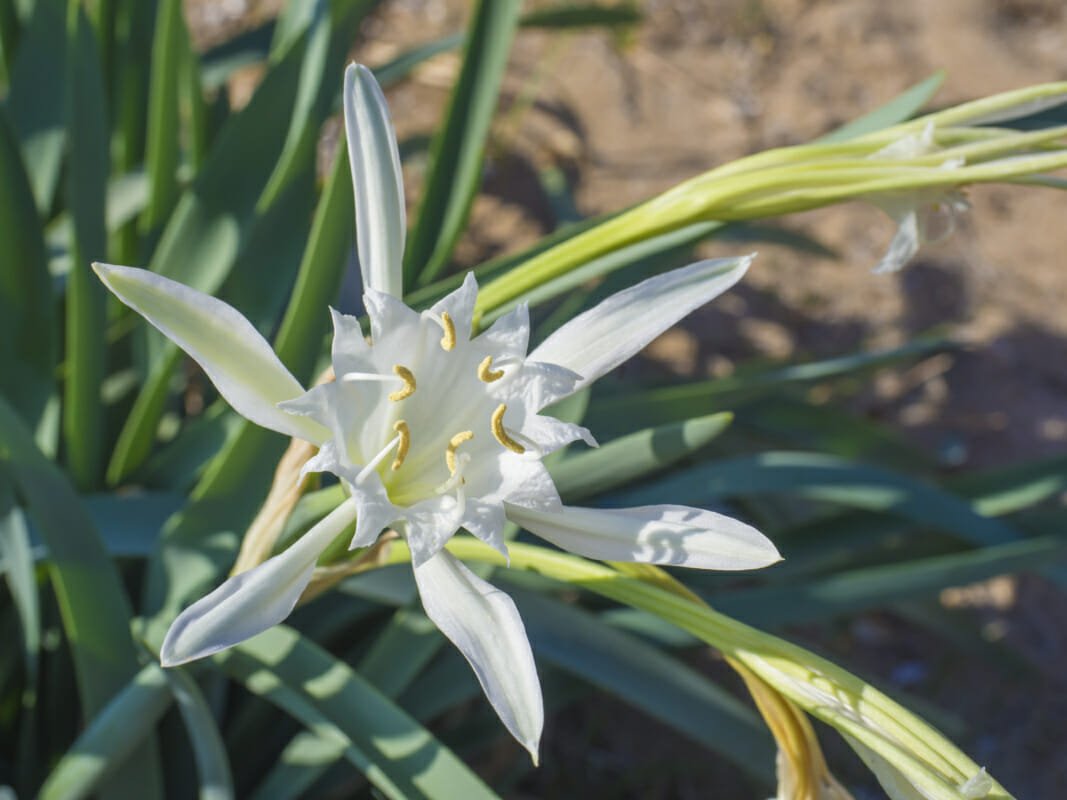 Sea Lily visible on beaches in Sardinia