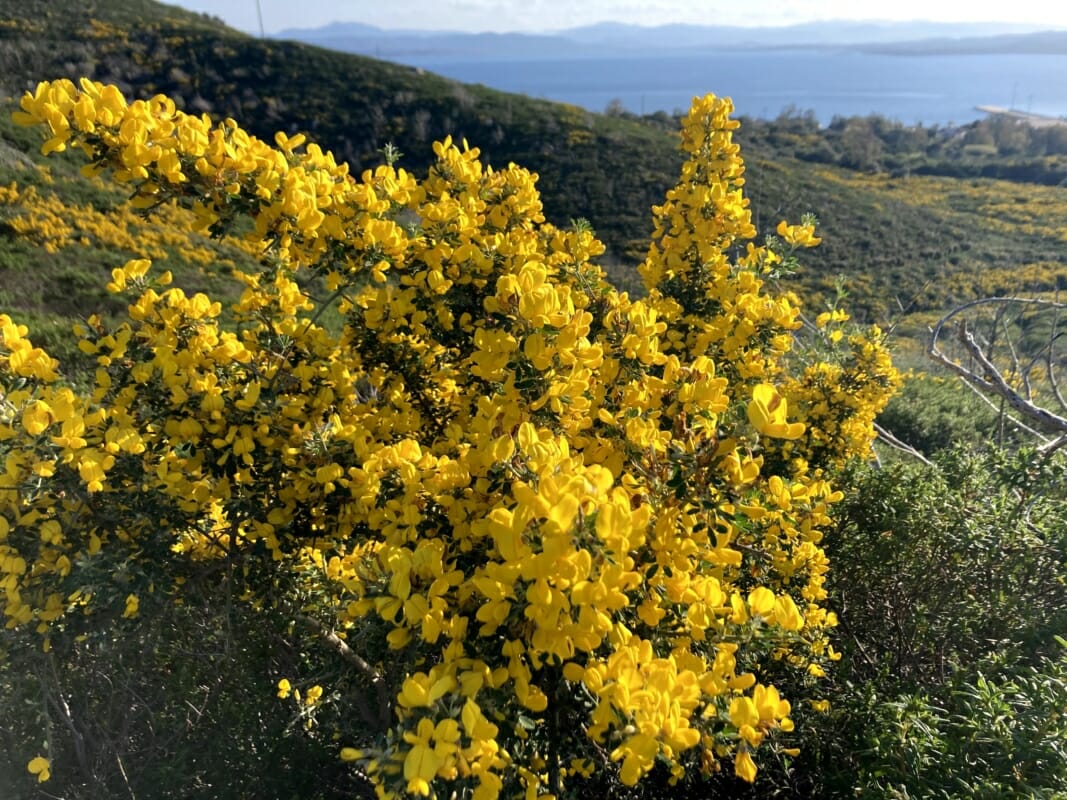 Broom With Flowering Branches And Mediterranean Scrub