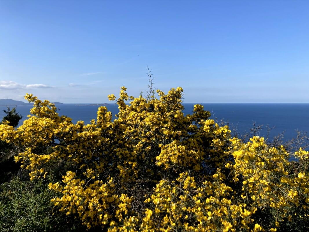Broom With Flowers And Sea In The Background