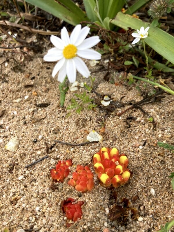 Hypocystus con flor de manzanilla