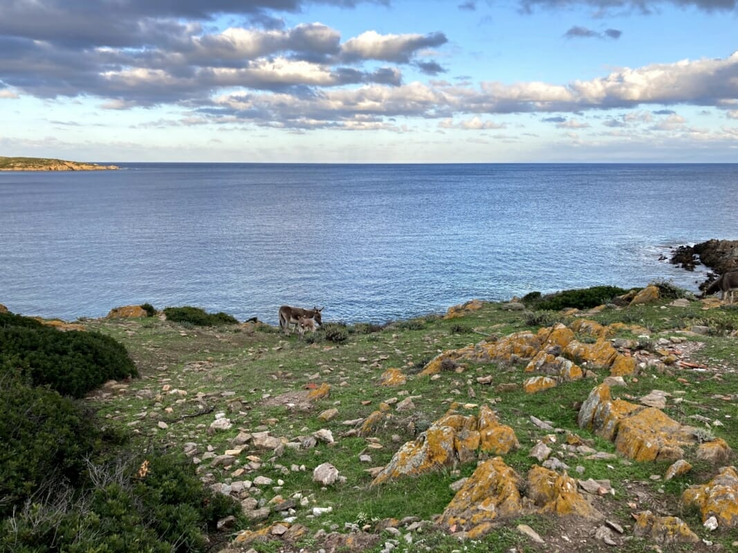 Île Asinara Vue sur la mer avec les ânes