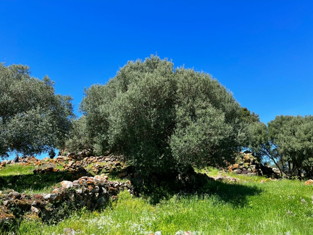 12 Typical Sardinian Plants, Between Poetry And Photography