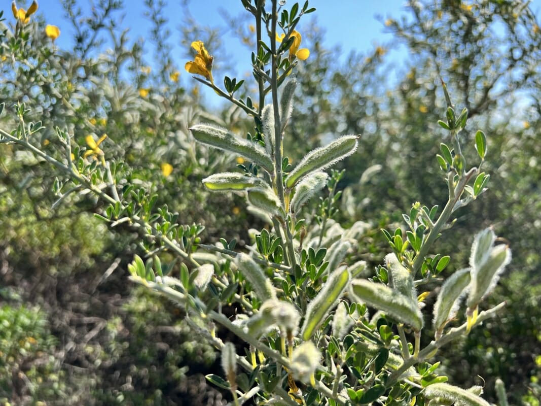 Broom Plant With Pods And Small Flowers