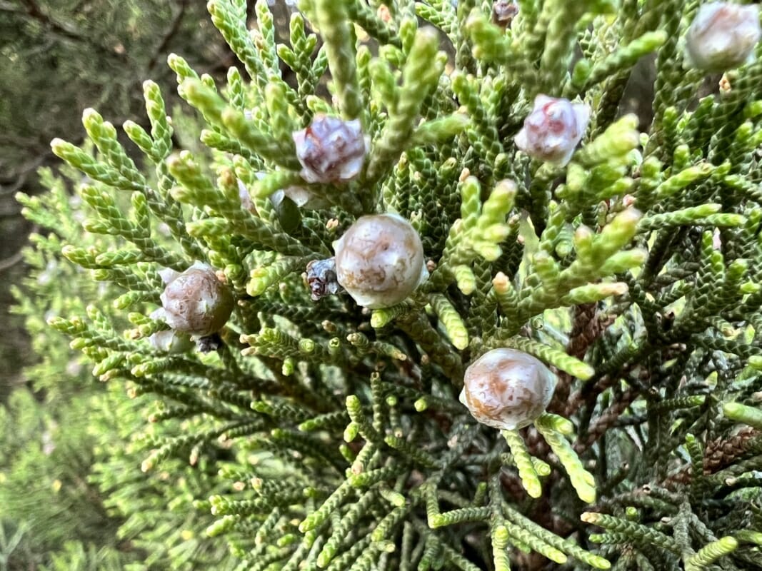 The Juniper Typical Plants Of Sardinia