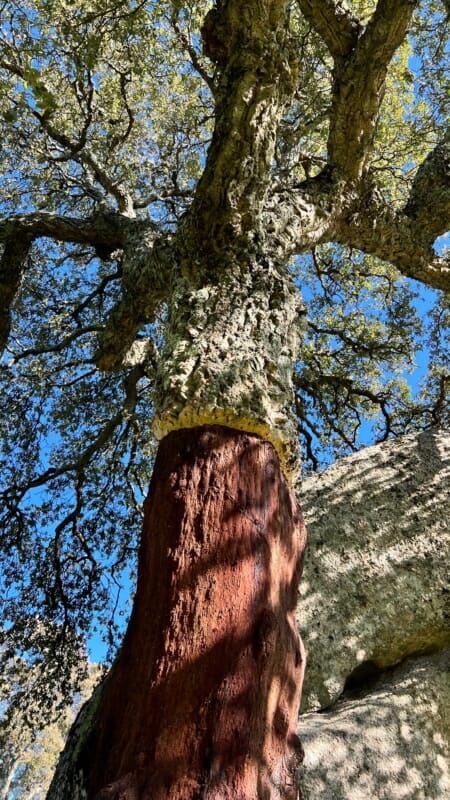 Tronc d'arbre en liège et détail de l'écorce