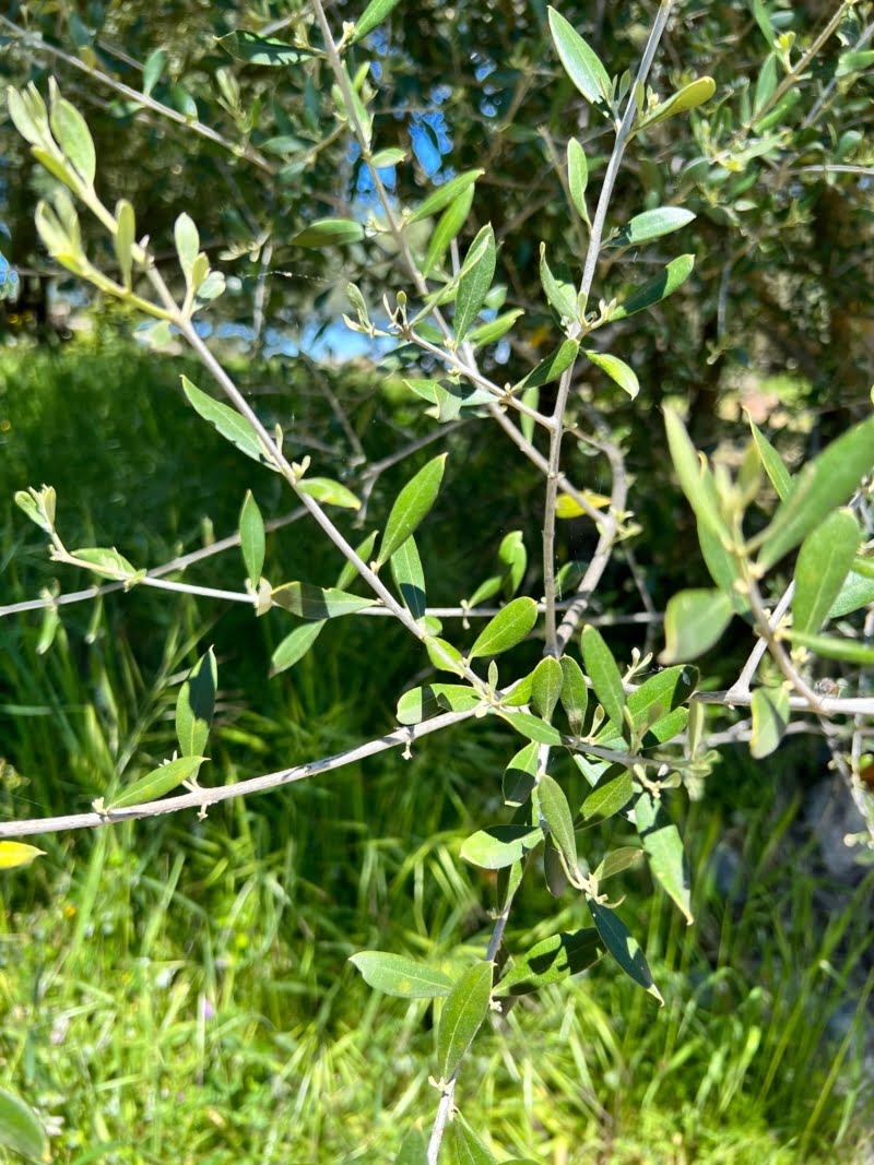Detalle de las hojas del olivo