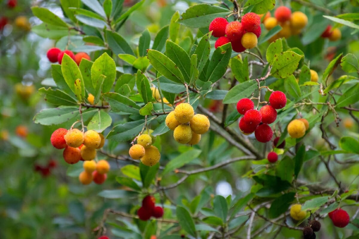 Strawberry Tree Branches Leaves and Fruits