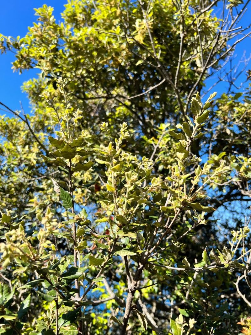 Branches de chêne vert avec fleurs