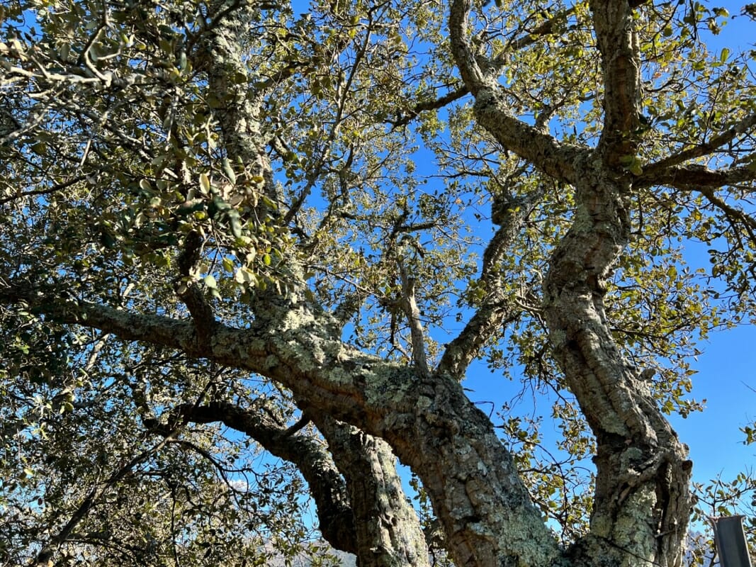 Chêne-liège Plantes typiques de Sardaigne