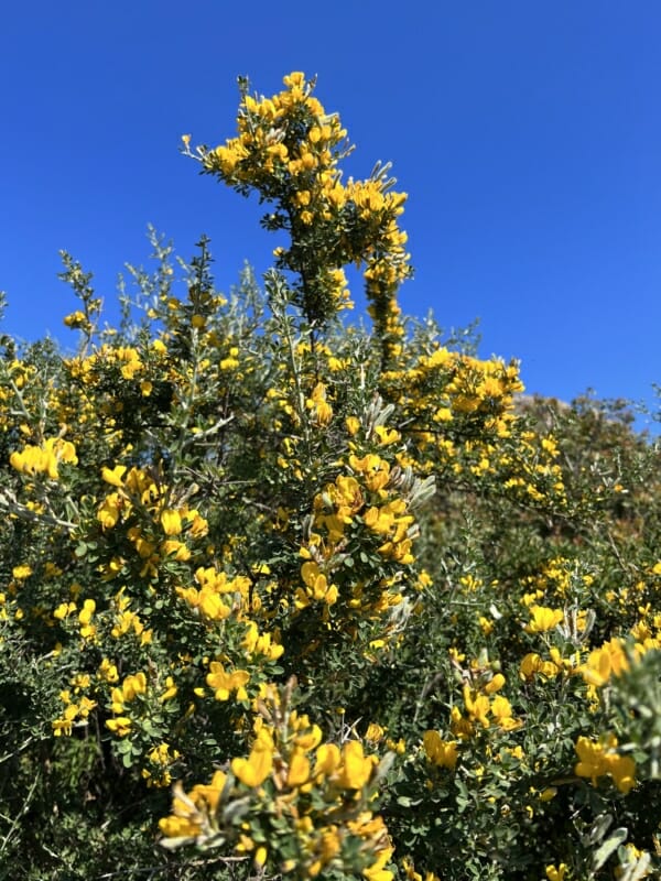 Broom Branch With Flowers