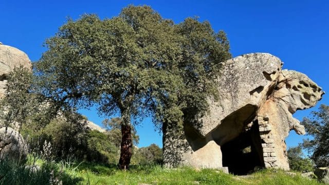 12 Piante Tipiche Della Sardegna, Tra Poesia E Fotografia