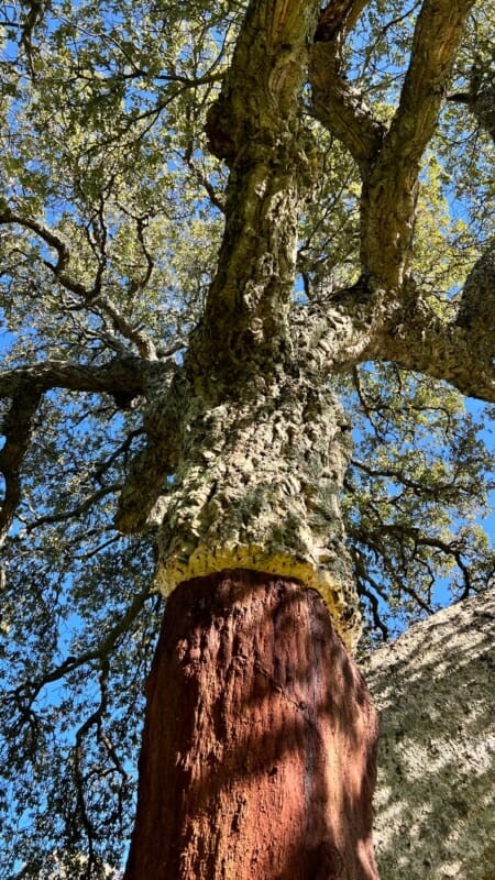 Decorticated Cork Oak Log